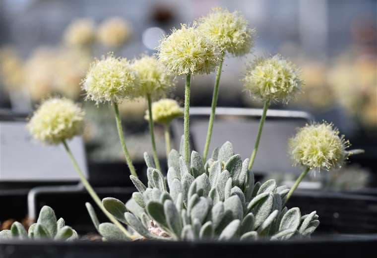 Rara flor única en su tipo está amenazada de extinción por la fiebre del litio en EEUU