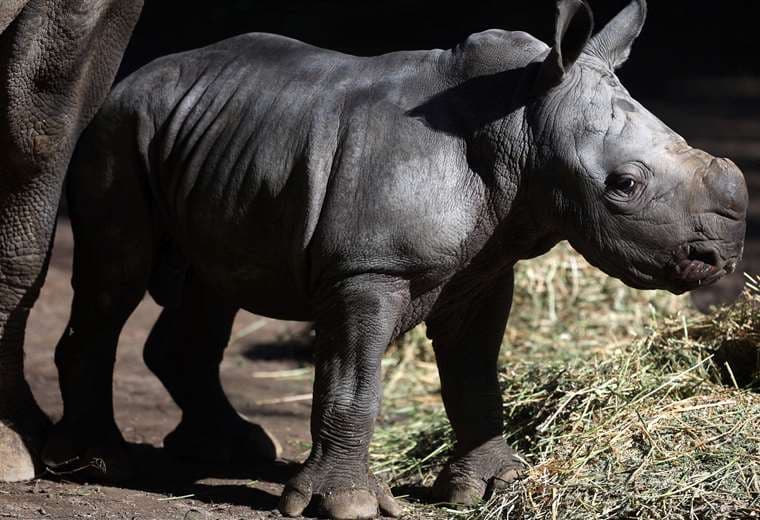 Silverio, una cría de rinoceronte blanco, nació en un zoo de Chile/Foto: AFP