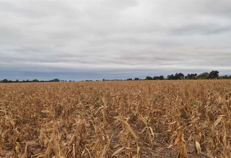 Sequía: Cae la producción de los cultivos de invierno 
de 2 millones a 580.000 toneladas