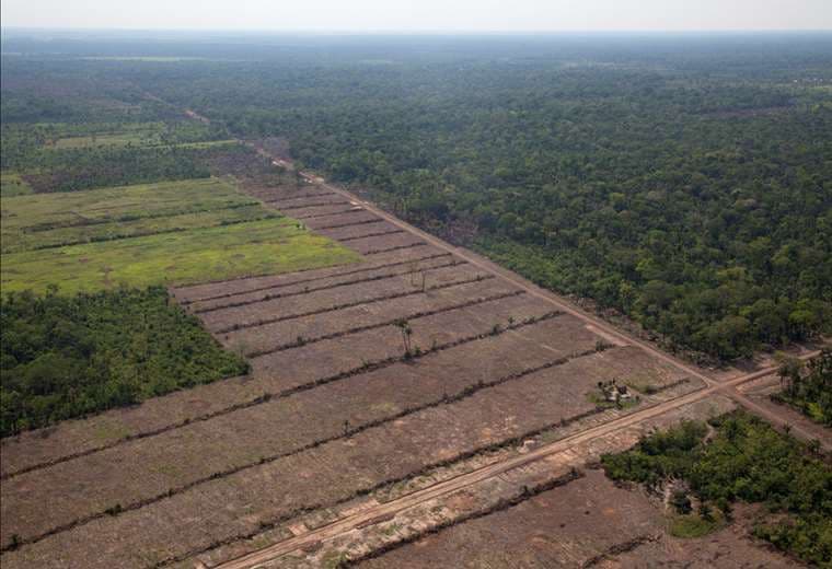 La deforestación afecta a El Choré /Foto CFB