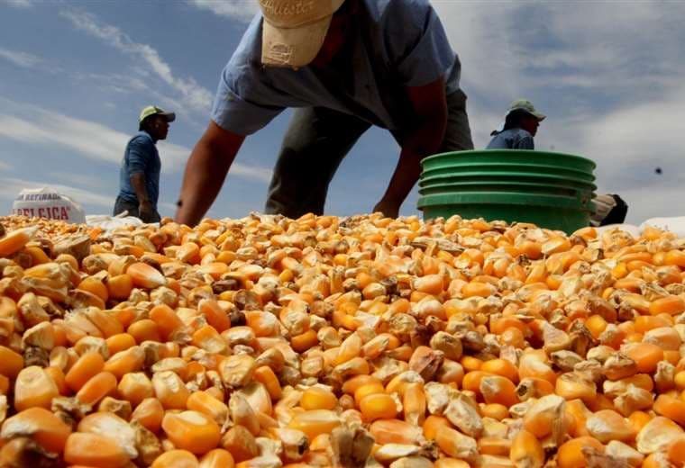 Productores piden nuevos eventos para el maíz /Foto: Ricardo Montero 